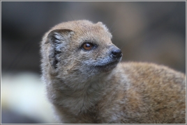<p>MANGUSTA LIŠČÍ (Cynictis penicillata) Zoo Děčín</p>